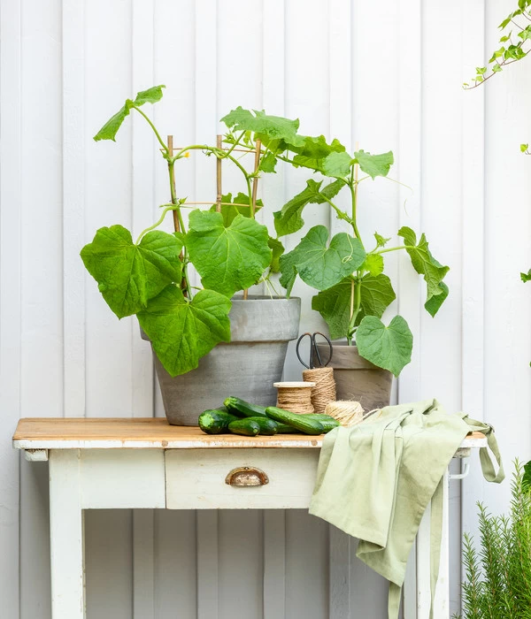 Mini Schlangengurke - Image 5