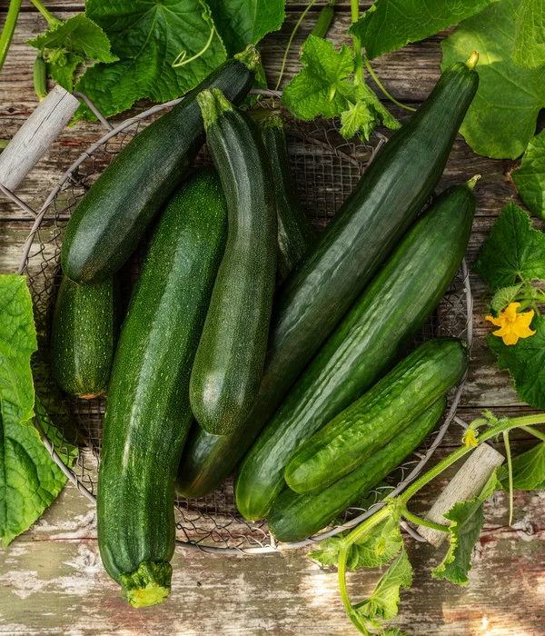 Mini Schlangengurke - Image 4