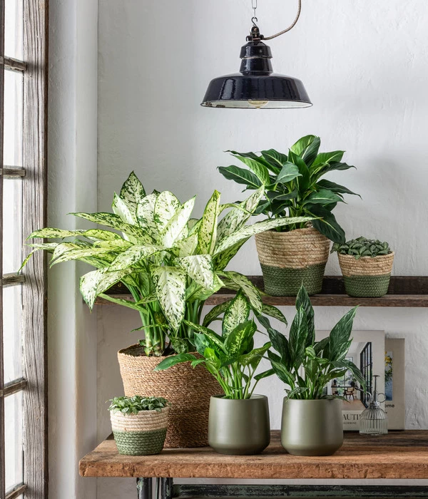 Dehner Seegras-Korb Phil, Rund - Image 6