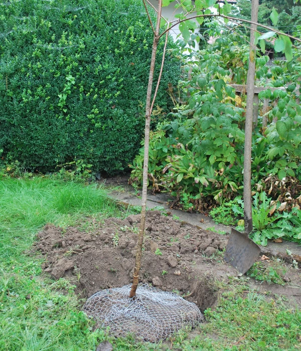 Wühlmauskorb - Image 5