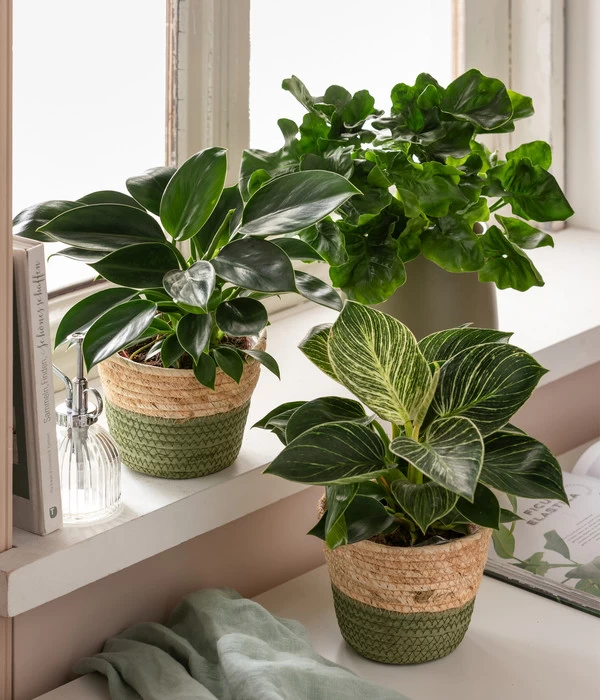 Dehner Seegras-Korb Phil, Rund - Image 4