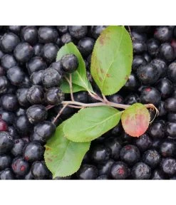 Apfelbeere, Aronia 'Aron'