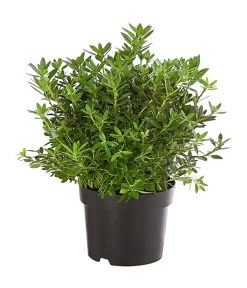 Rhododendron 'Bloombux®'