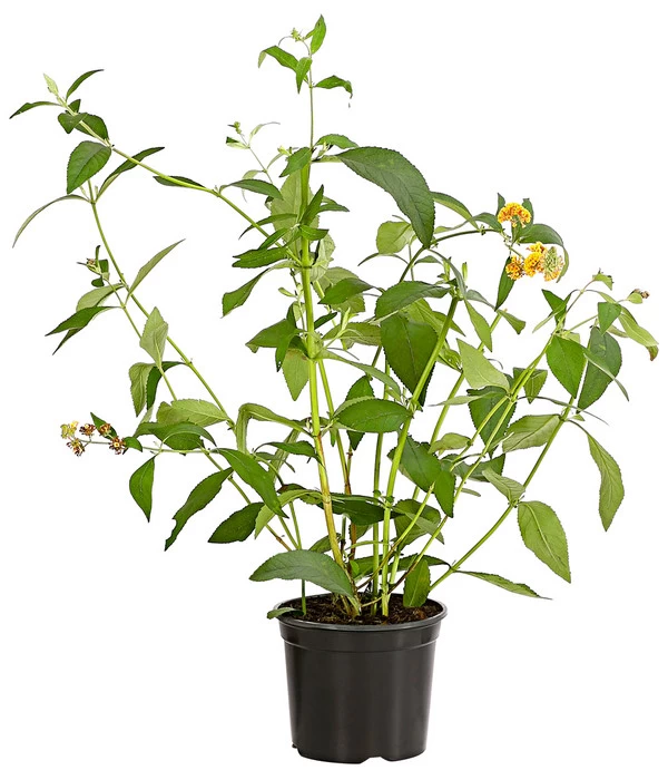 Gelber Sommerflieder - Image 2