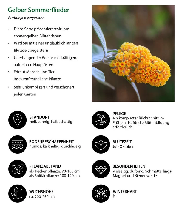 Gelber Sommerflieder - Image 3