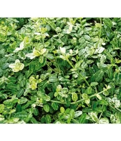 Kriech-Spindelstrauch 'Silverstone'