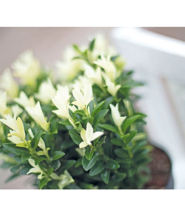 Kriech-Spindelstrauch 'Paloma Blanca' - Image 2