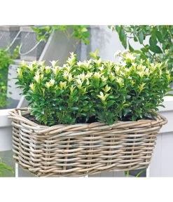 Kriech-Spindelstrauch 'Paloma Blanca'