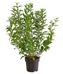 Forsythie 'Week-End' - Goldglöckchen