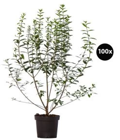 33 Meter Ovalblättriger Liguster, 100 X Ca. 60-100 Cm