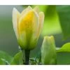 Duft-Magnolie 'Yellow Bird'