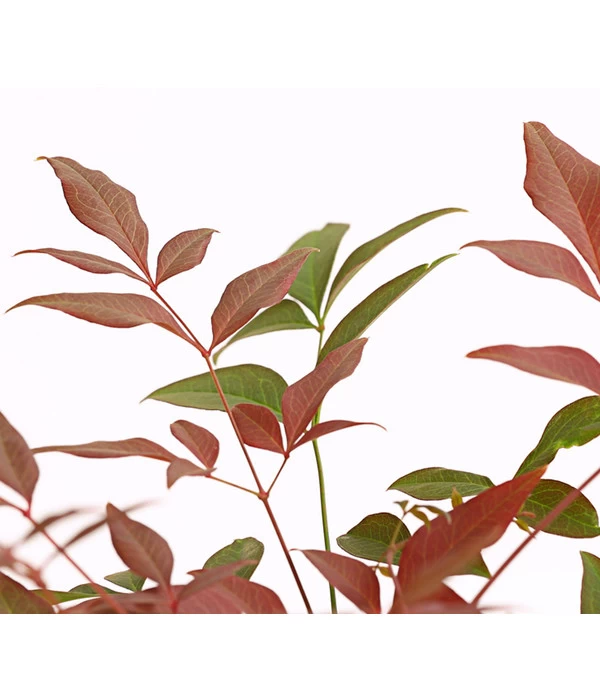 Heiliger Bambus 'Obsessed' - Image 3