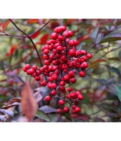 Heiliger Bambus 'Obsessed'