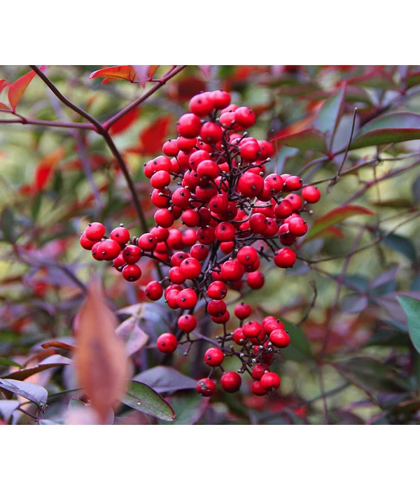 Heiliger Bambus 'Obsessed'