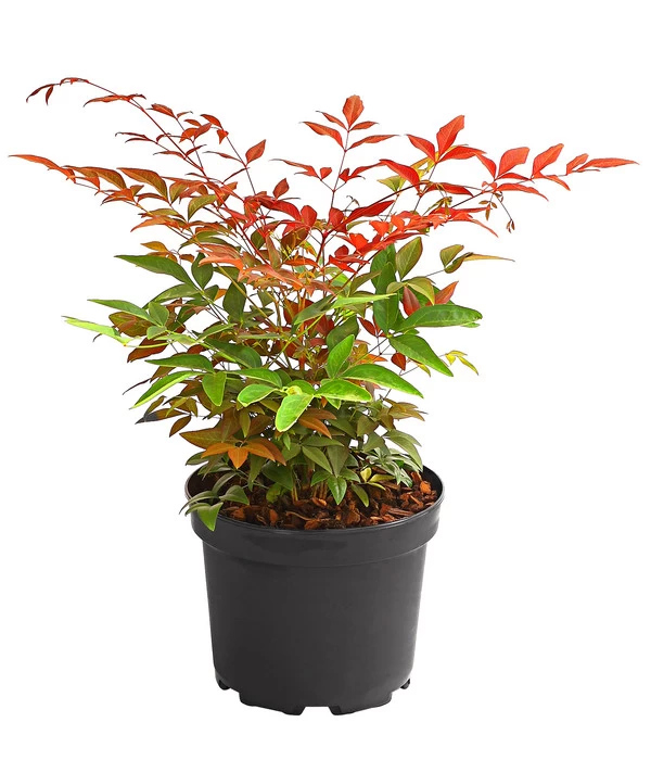 Heiliger Bambus 'Obsessed' - Image 2