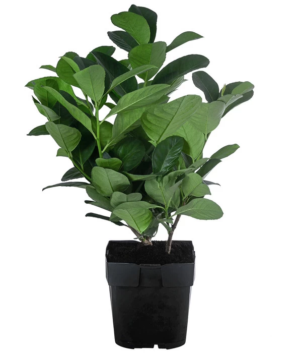 1-1,5 Meter Kirschlorbeer 'Etna', 5 X Ca. 20-30 Cm - Image 2