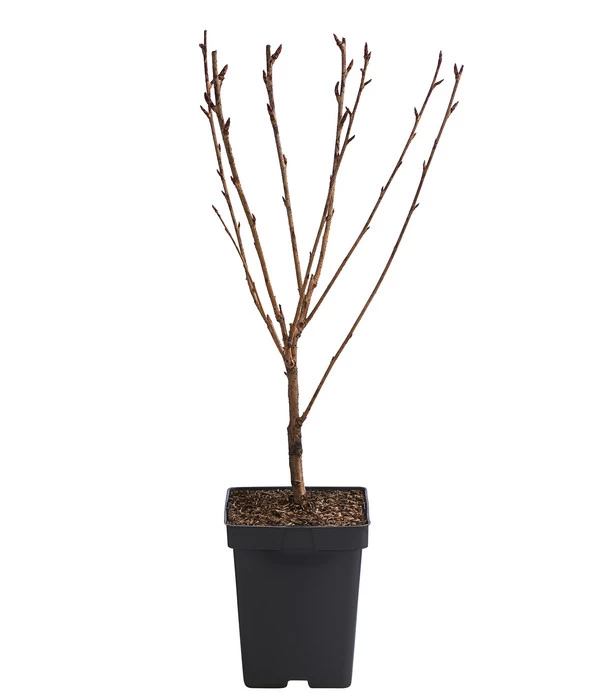 Nelken-Kirsche 'Kanzan' - Image 2