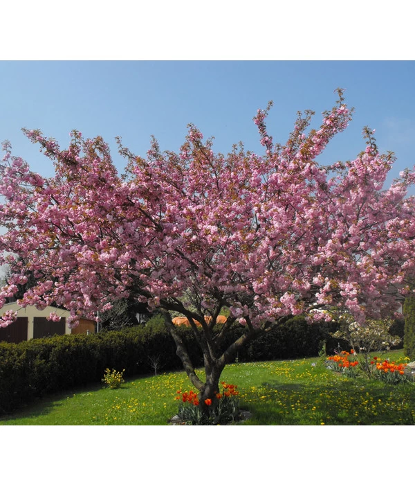 Nelken-Kirsche 'Kanzan' - Image 3