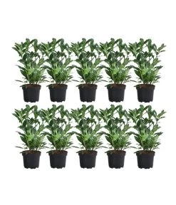 2-3 Meter Kirschlorbeer 'Herbergii', 10 X Ca. 60-70 Cm