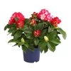 Rhododendron 'Super Mega'