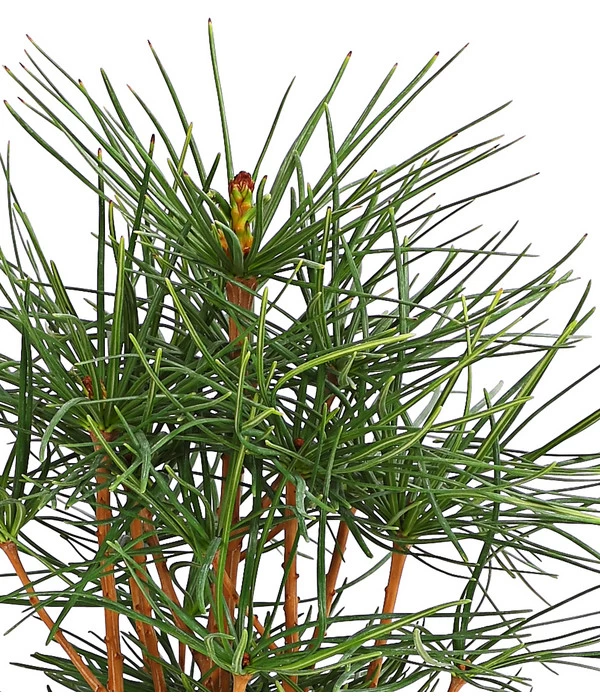 Japanische Schirmtanne - Image 4