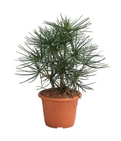 Japanische Schirmtanne