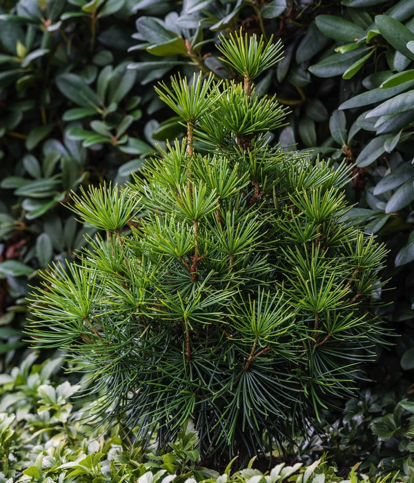 Japanische Schirmtanne - Image 3