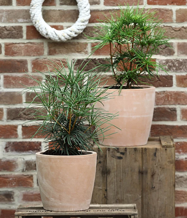 Japanische Schirmtanne - Image 2