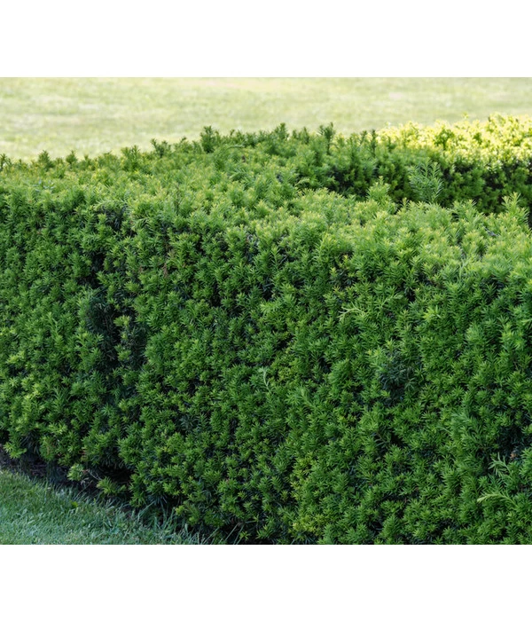 Gemeine Eibe - Image 2