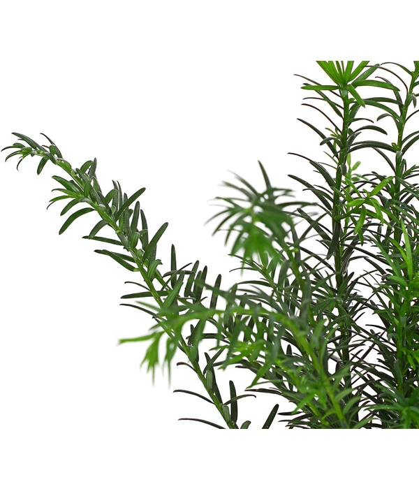 Gemeine Eibe - Image 3