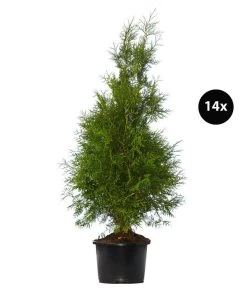 7 Meter Lebensbaum 'Brabant', 14 X Ca. 150-175 Cm