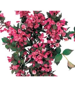 Weigelie 'Victoria'