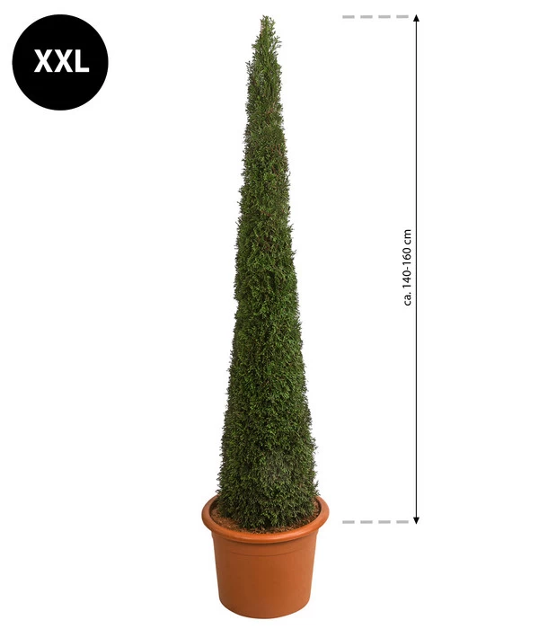 XXL Lebensbaum 'Smaragd' Torwächter - Image 2