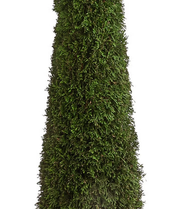 XXL Lebensbaum 'Smaragd' Torwächter - Image 3