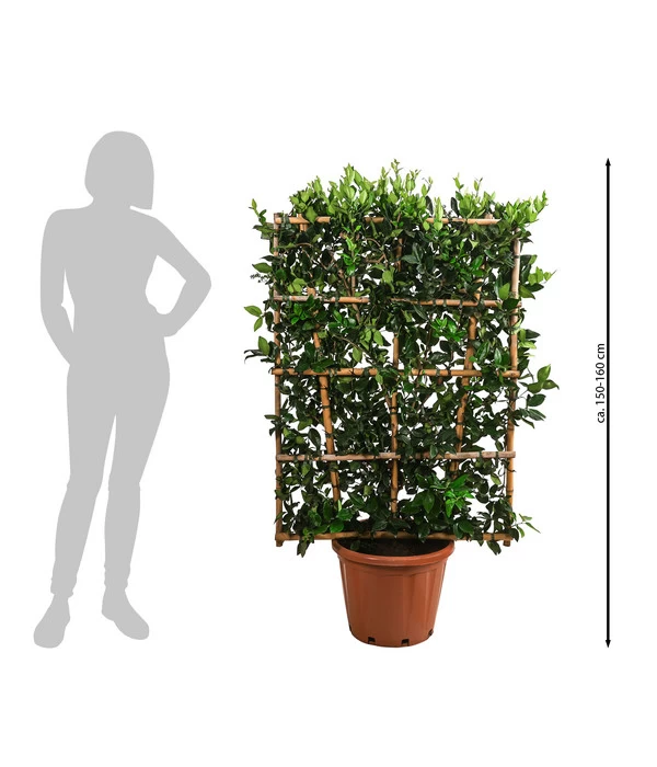 Liguster 'Texanum', Ca. 150-160 Cm - Image 2