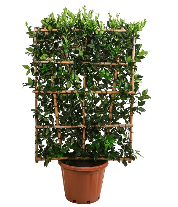 Liguster 'Texanum', Ca. 150-160 Cm