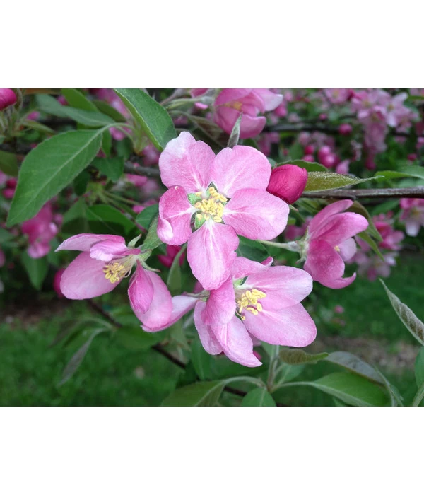 Rotfleischiger Apfel 'Baya Marisa' - Image 4