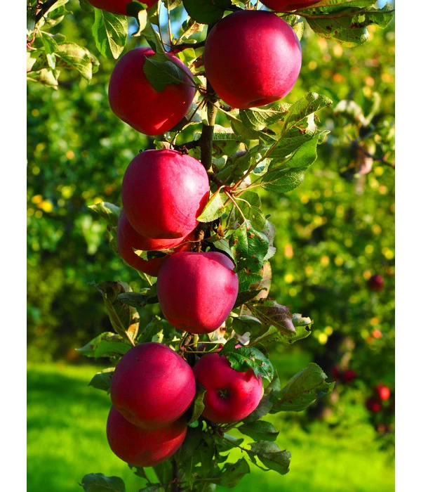 Rotfleischiger Apfel 'Baya Marisa' - Image 2