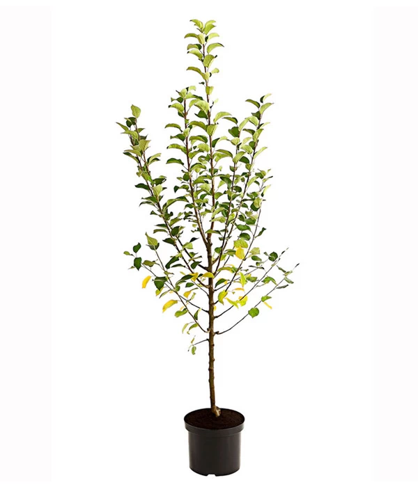 Apfel-Duo 'Goldparmäne'/'Alkmene' - Image 2