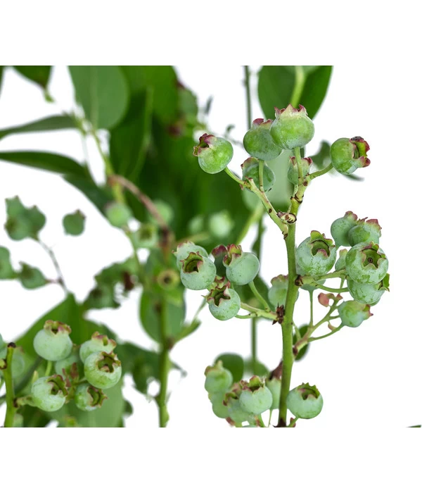 Dehner Heidelbeere 'Bluecrop' - Image 4