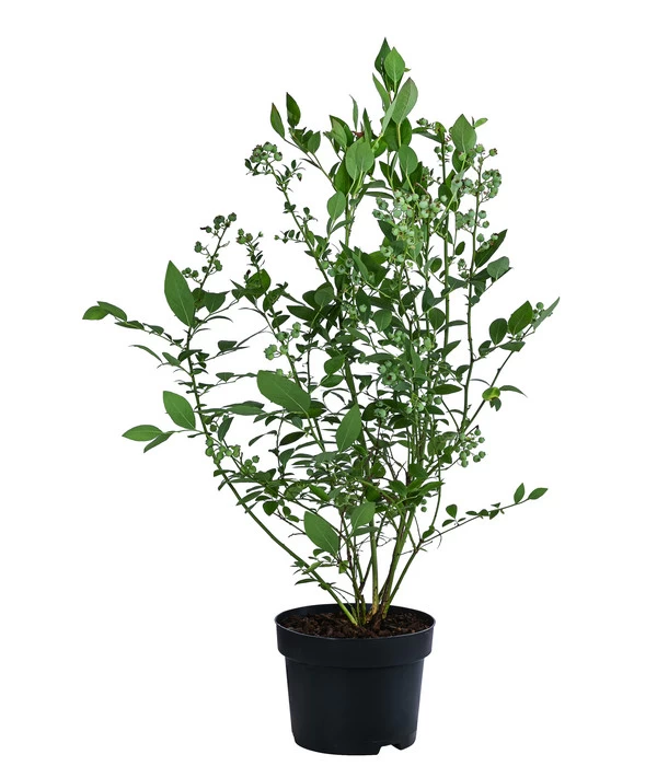 Dehner Heidelbeere 'Bluecrop' - Image 2