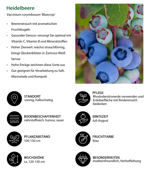 Dehner Heidelbeere 'Bluecrop' - Image 3