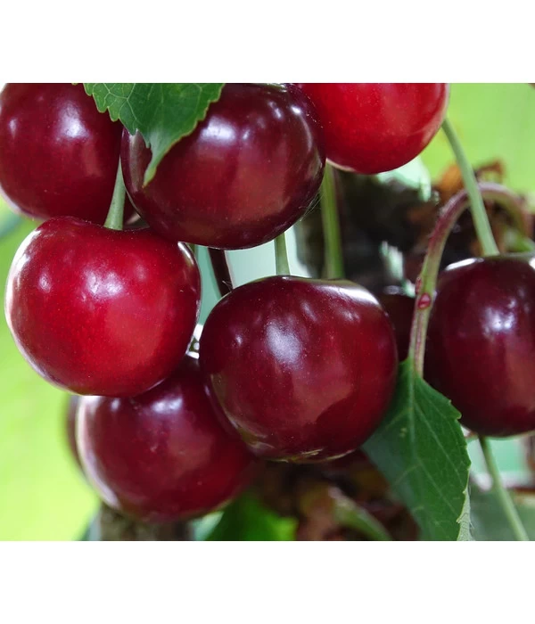 Säulenkirsche 'Claudia' - Image 2