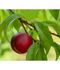 Nektarine 'Fantasia'