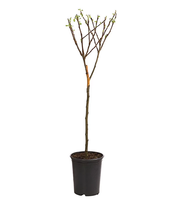 Zwergapfel - Image 2