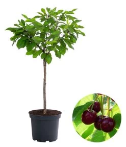 Zwergsüßkirsche 'Stella Compact'