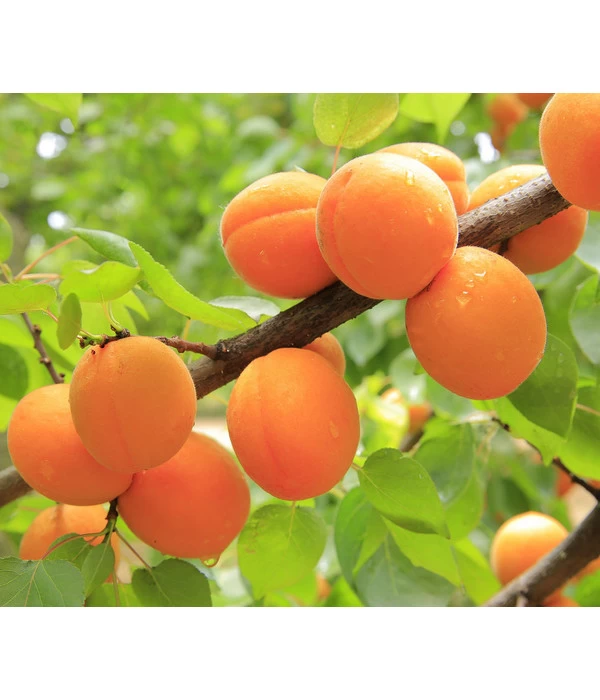 Aprikose 'Ungarische Beste' - Image 3