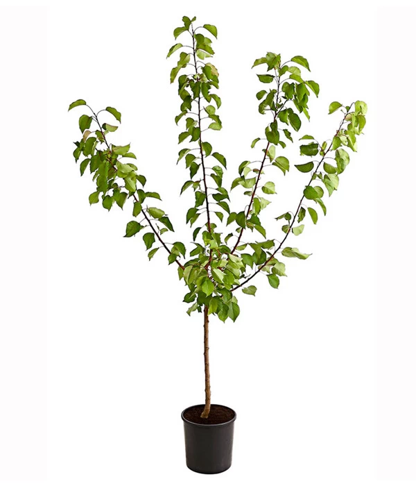 Aprikose 'Ungarische Beste' - Image 2