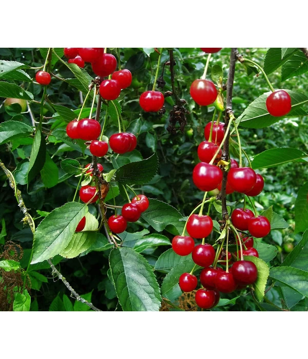 Sauerkirsche 'Ungarische Traubige', Busch