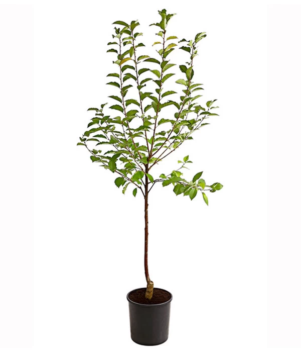 Sauerkirsche 'Ungarische Traubige', Busch - Image 2